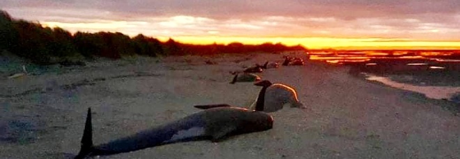 Le balene morte spiaggiate (immag diffuse da Project Jonah New Zealand e Department of Conservation sui social)