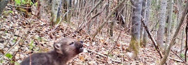 L'ululato del cucciolo di lupo. Le straordinarie immagini. (Video ripreso e pubbl su You Tube da Voyageurs Wolf Project)