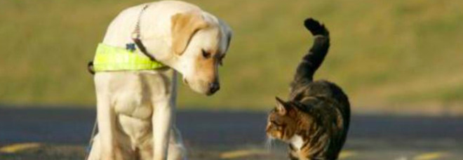 Bonus cani e gatti: ecco chi può richiederlo e come fare