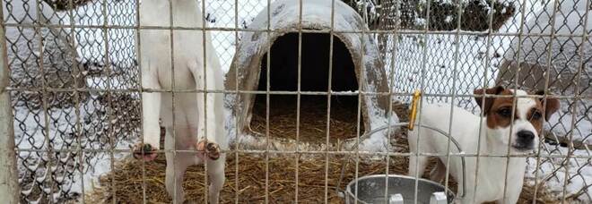 Alcuni dei cani detenuti nell'allevamento degli orrori sgominato da Peta (immag diffuse da Peta)
