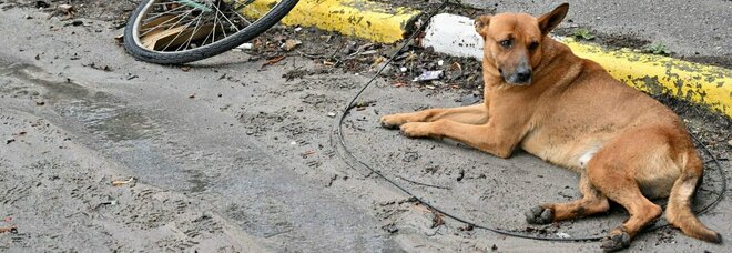 Bucha, il cane (sopravvissuto) veglia il padrone ucciso nel massacro: la fedeltà e il dolore della separazione