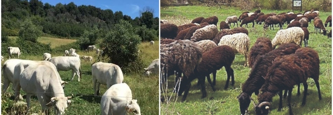 Tassa sulle flatulenze di mucche e pecore, il piano della Nuova Zelanda contro l'emissione di gas serra