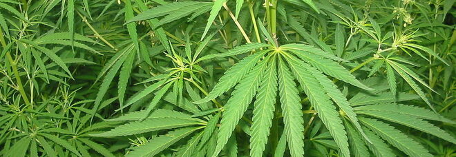 Due piantagioni di marijuana a Capua e Falciano del Massico: sequestri