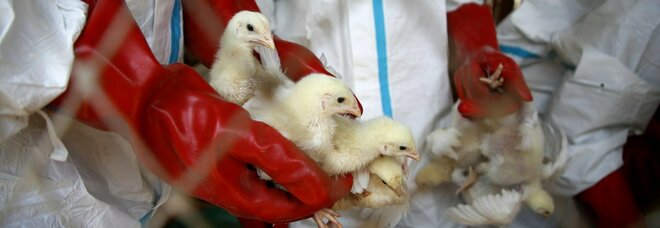 Roma, influenza aviaria a Ostia: «Morte 50 galline». È allarme sul litorale