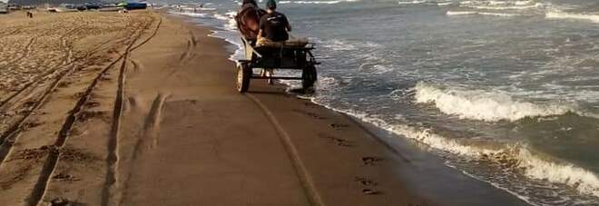 Escrementi di cavallo sulla spiaggia di Licola.