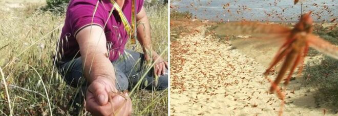 Invasione di cavallette in Sardegna, milioni gli esemplari: l'allarme Coldiretti