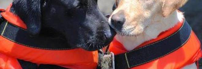 Roma, cani eroi salvano una bimba di 7 anni e un 57enne in balia della corrente