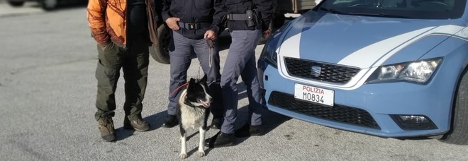 Cane rarissimo trovato lungo la statale tra camion e auto: Laika salvata dai poliziotti