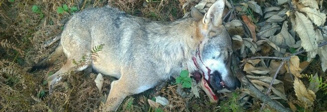 L'Europa salvi i lupi, Sos degli animalisti per fermare il massacro in Svezia, Finlandia e Norvegia
