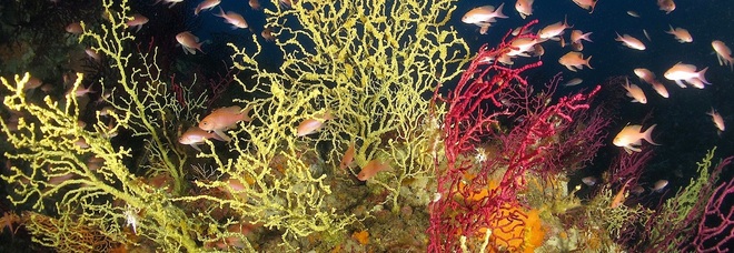 Ischia, scoperto il “giardino segreto” nel regno di Nettuno: la meraviglia di un angolo di biodiversità
