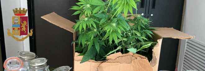 Coltiva piante di marijuana in cantina, arrestato il pusher col pollice verde a Napoli