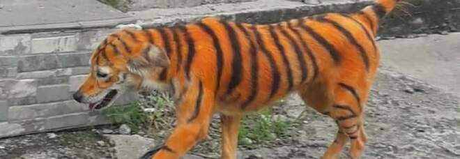 Cane "diventa" tigre con vernici tossiche, ira associazioni: «Abbandonato per strada»