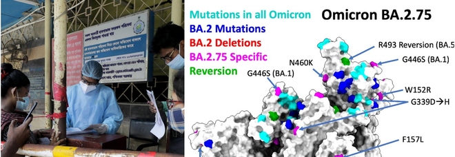 Omicron, nuova super variante (BA.2.75) in India. «Nove mutazioni, potrebbe evadere l'immunità di BA5»