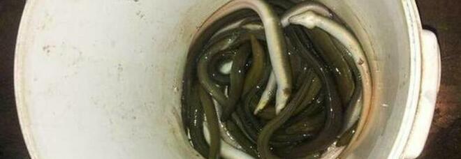 Pescavano clandestinamente anguille a Pescara: fermati quattro bracconieri di Acerra