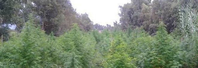 Lettere, piantagione di cannabis scoperta sui Monti Lattari