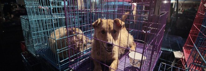 Coronavirus, svolta in Cina: non si mangeranno più cani e gatti, il divieto dal primo maggio