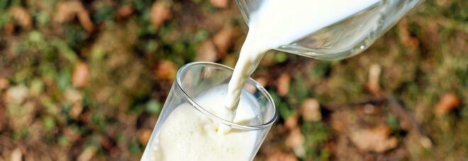 Tumore alla prostata, bere latte aumenta il rischio del 60%