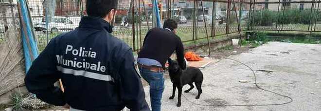 Cani «vedetta» per i clan in catena negli edifici dello spaccio al rione Traiano