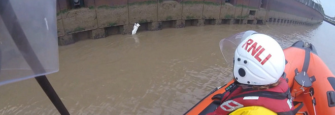 Gatto cade nel fiume: la Royal National Lifeboat salva il piccolo Ghiacciolo