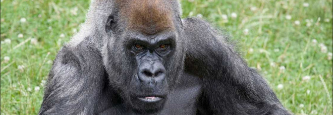 Ozzie, morto il gorilla più vecchio del mondo: aveva avuto il Covid ed era stato vaccinato