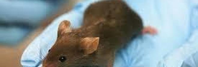 Gli scienziati riescono a mantenere vivi i cervelli estratti dai topi per settimane