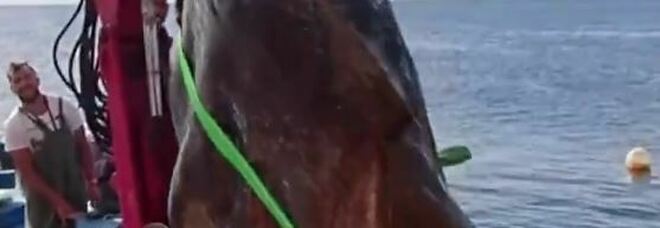 Enorme pesce luna catturato al largo della Spagna: il mostro degli abissi è lungo oltre 3 metri