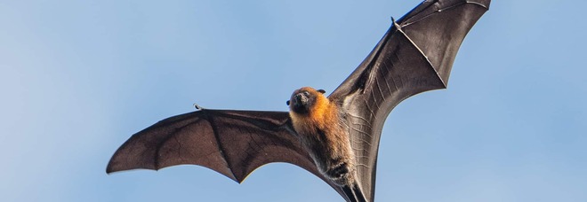 Animali esotici e da compagnia, scontro nel governo: nuova lista delle specie consentite Stop al pipistrello della frutta
