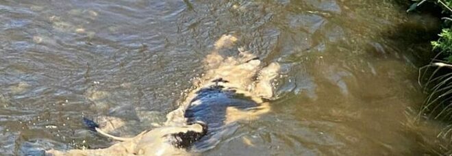Carcassa di mucca nel fiume di Nocera, indignazione e proteste dei cittadini