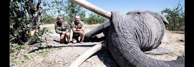 Il grosso elefante ucciso (immagine diffusa sui social da Game Animals of the Past and Present)