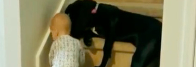 Un cane blocca teneramente il passaggio a un bambino di pochi mesi che vuole salire alcuni gradini, il video emoziona il Web