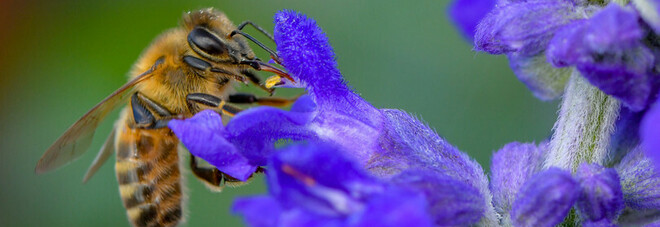 Australia, il caso delle api "in lockdown" a causa di un parassita: centinaia di alveari distrutti