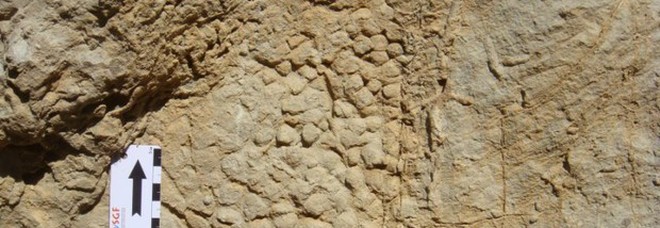 Trovati pezzi di pelle di dinosauro: «Perfettamente conservata per 120 milioni di anni»