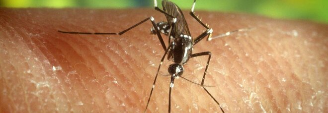 Virus Zika, ecco gli effetti sul cervello dei neonati: trasmesso dalla zanzara alla madre incinta fino al feto