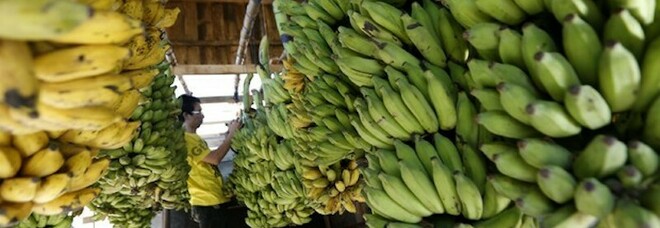 Caschi di banane nascondono 250 milioni di euro di cocaina