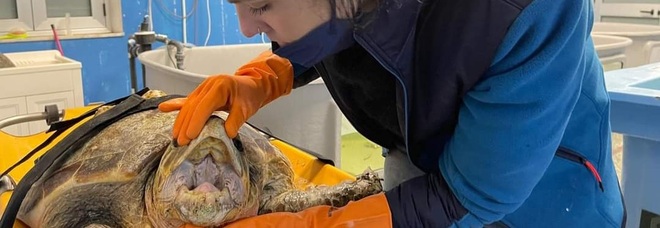 Noel, la grossa tartaruga marina salvata la Vigilia di Natale (immag diffuse da Centro Recupero Tartarughe Marine di Brancaleone)
