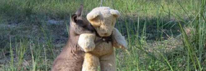 Il wallaby e il suo peluche
