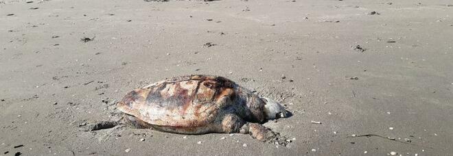 Cinque tartarughe marine spiaggiate sulla spiaggia di Boccasette