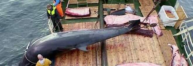 Una baleniera norvegese a caccia (immag diffusa sui social dall'associazione ambientalista C'est Assez)