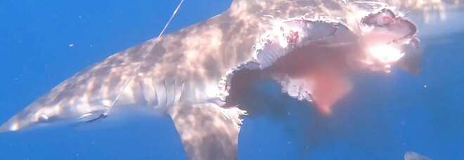 Lo squalo attaccato dai suoi simili (immagini diffuse da The Sun e New York Post)