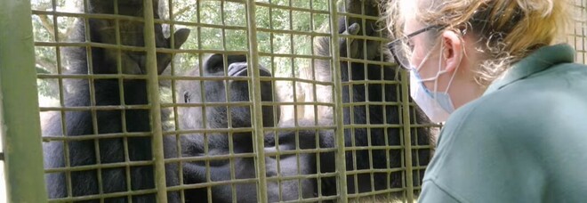Vaccino anti Covid agli animali, allo zoo di New Orleans si parte con scimmie e tigri: «Ma è diverso da quello per gli umani»