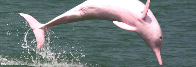 Coronavirus, il rarissimo delfino rosa torna nella baia di Hong Kong grazie al blocco del traffico marittimo