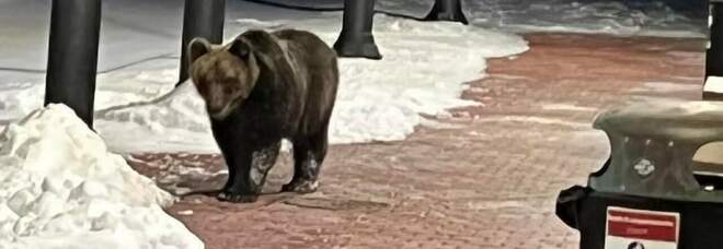 Juan Carrito dopo 17 giorni lascia i boschi: l'orso social avvistato questa mattina a Roccaraso