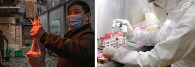 lettera di 24 scienziati sull'origine del virus: «Da Cina e Oms risposte poco credibili, ricerca contaminata dalla politica»
