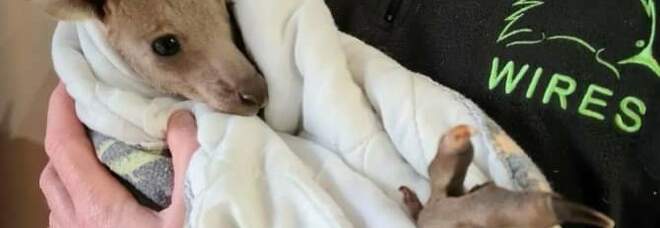 Il cucciolo sopravvissuto alla strage chiamato Hope (immag diffusa sui social dall'associazione Wires)