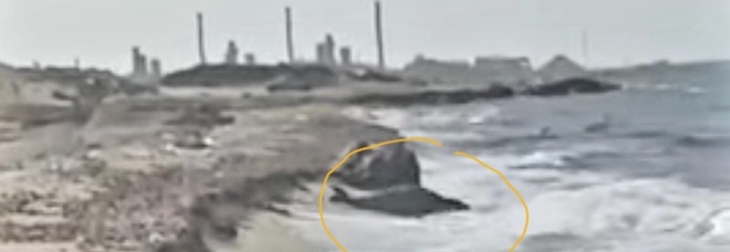 La rarissima foca monaca nelle immagini riprese in Libia (immag e video diffusi su Fb da Bado Society for Environm e su You Tube da Bado Zuwara)