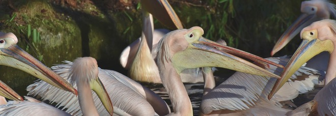 Allarme influenza aviaria: gli zoo del Nord America spostano al chiuso e isolano i loro uccelli