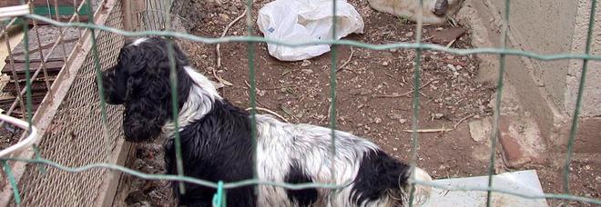 Cane impiccato a Roma, gli ambientalisti: «Carcere fino a sei anni, non solo una denuncia»
