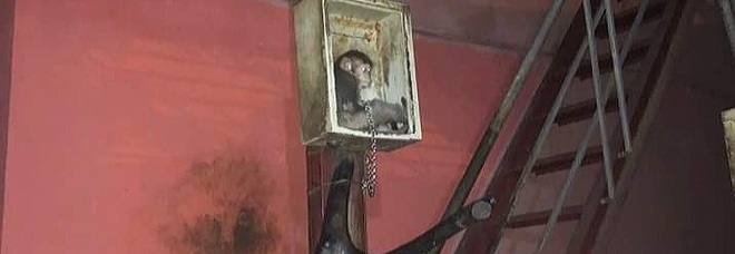 La povera scimmietta trovata incatenata in un box di ferro appeso al muro. Immag diffuse sui social da Education for Nature (ENV).