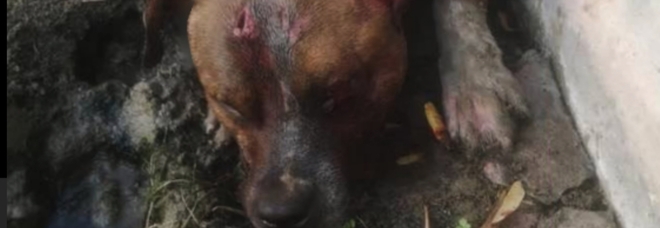 Il povero cane ucciso a Paternò. (immagini diffuse dall'associazione Cuori Randagi su Fb)