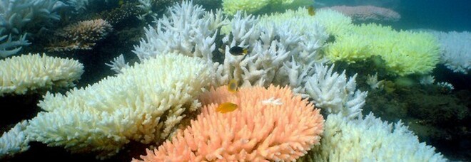 La barriera corallina (immag repertorio Ansa)
